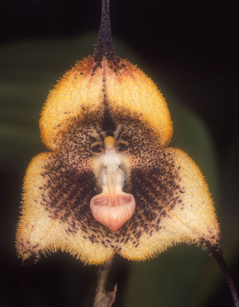 are there orchids that look like monkeys