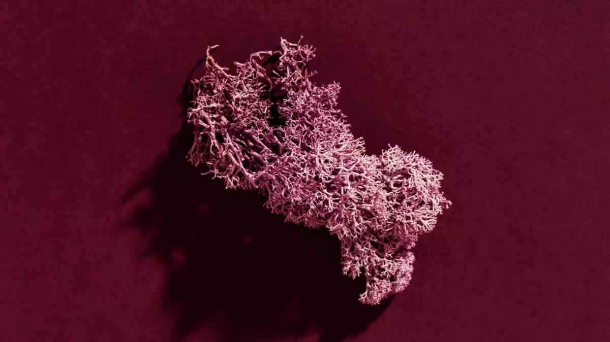 benefits of purple sea moss