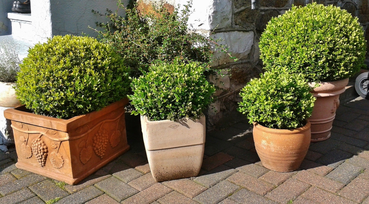 boxwood shrubs in containers