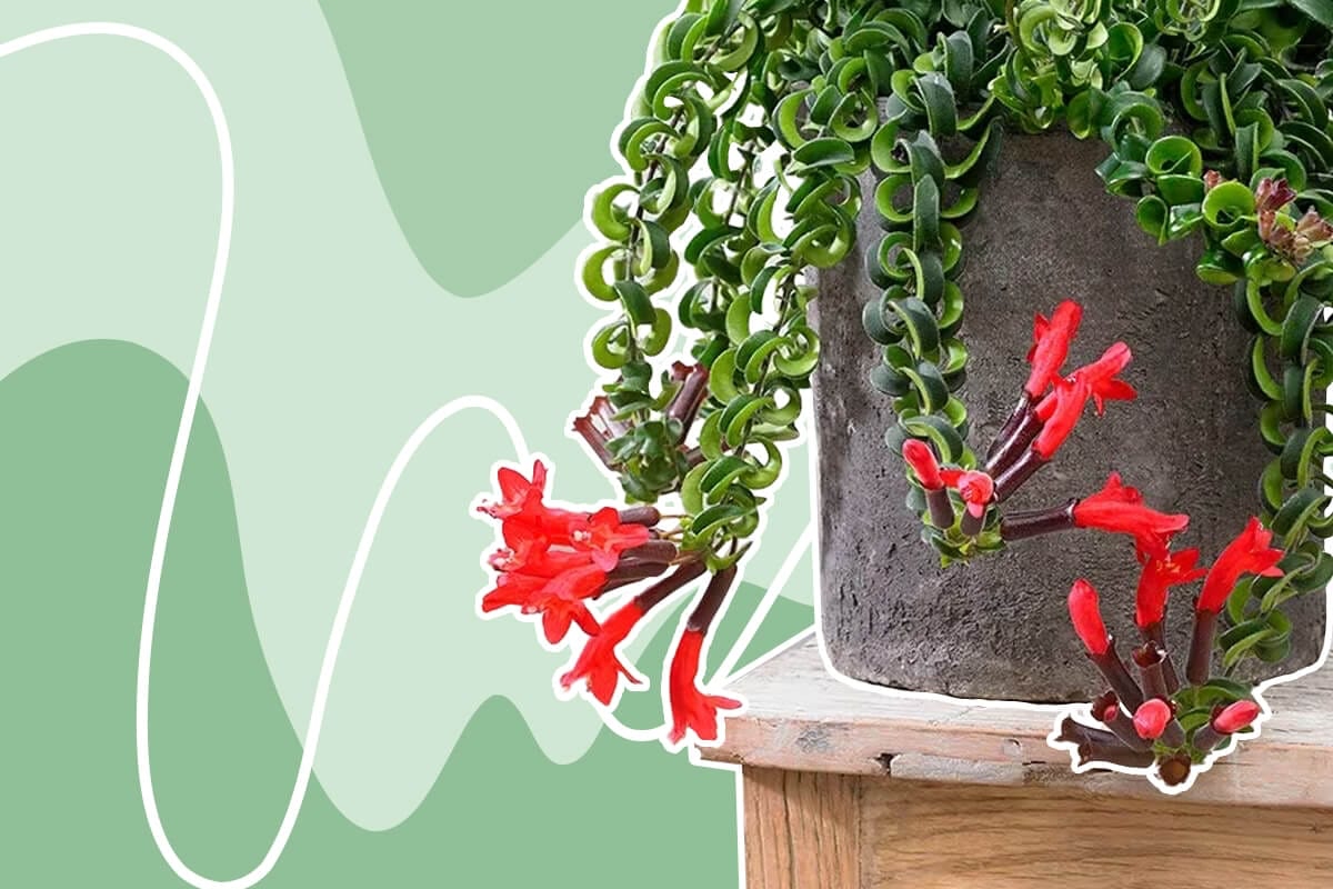 Blooms and Beauty: Your Guide to Taking Care of a Lipstick Plant