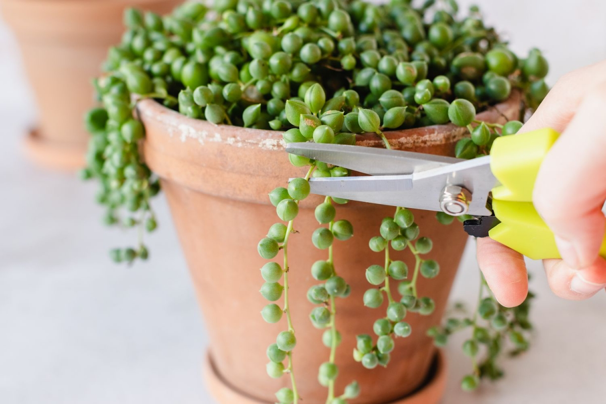 care for string of pearls