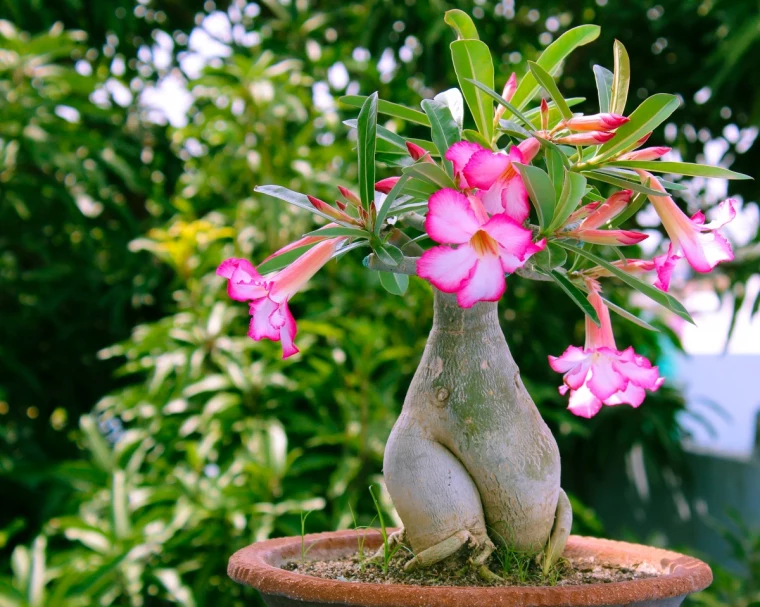 care of desert rose plant