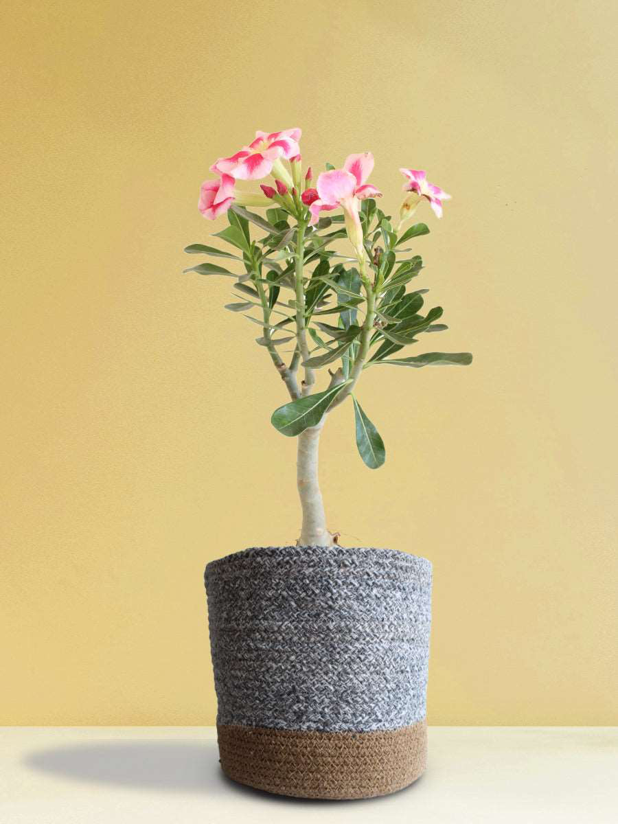 caring for a desert rose plant