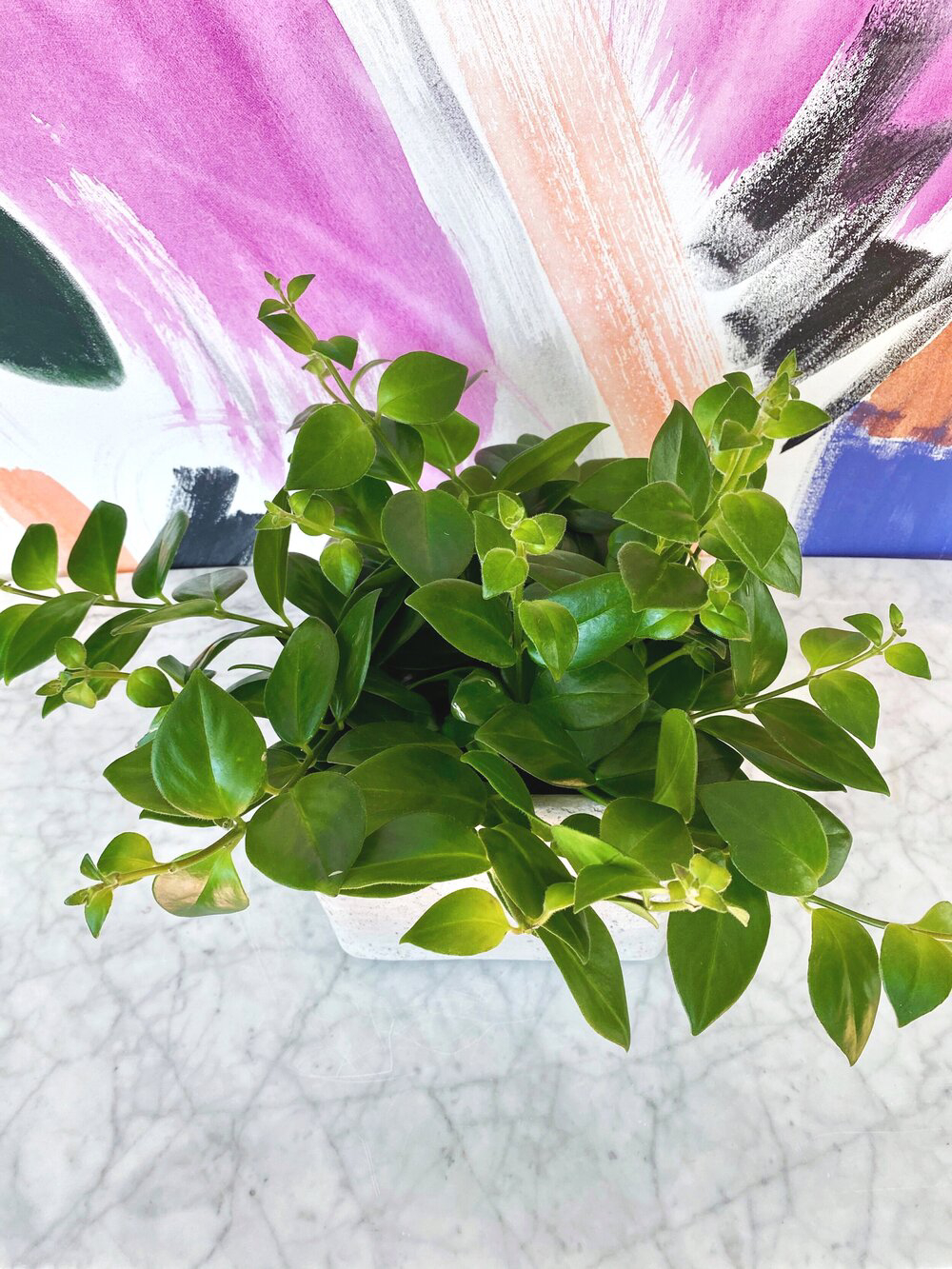 caring for a lipstick plant