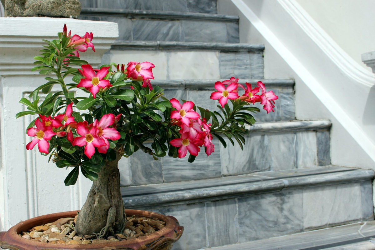 The Beauty Of The Desert Rose Plant Complete Care Guide