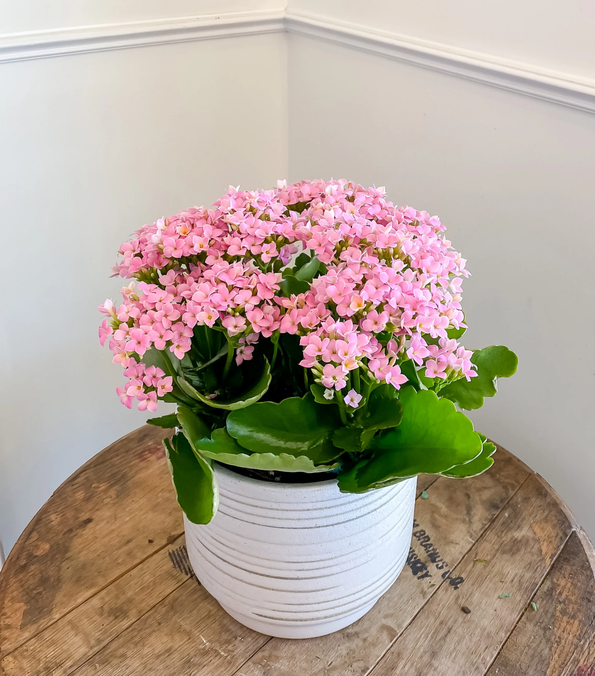 caring for kalanchoe plant.jpg