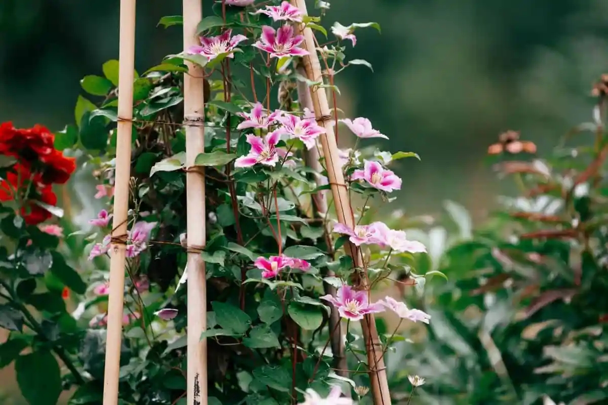 How to Winterize Your Clematis Like a Pro: Complete Guide