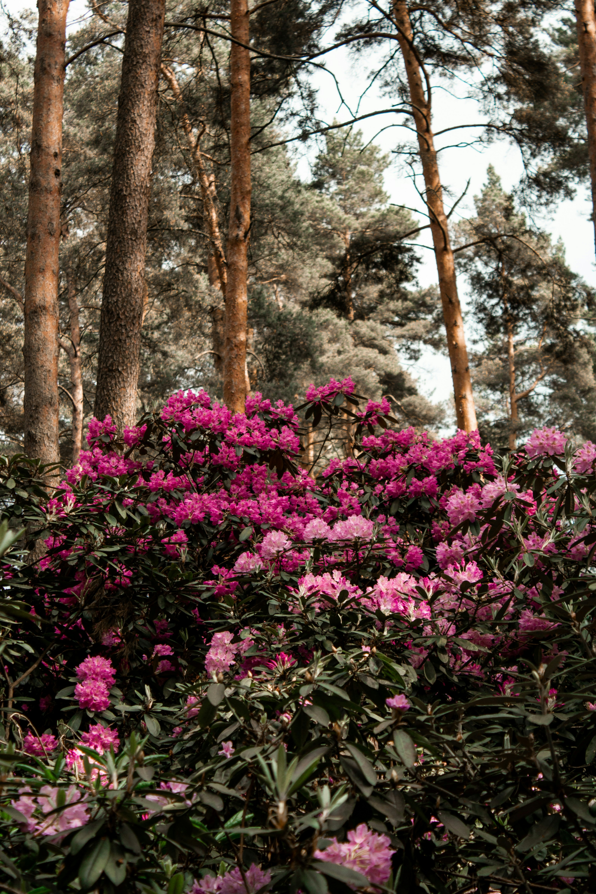 different shades of rhododendron