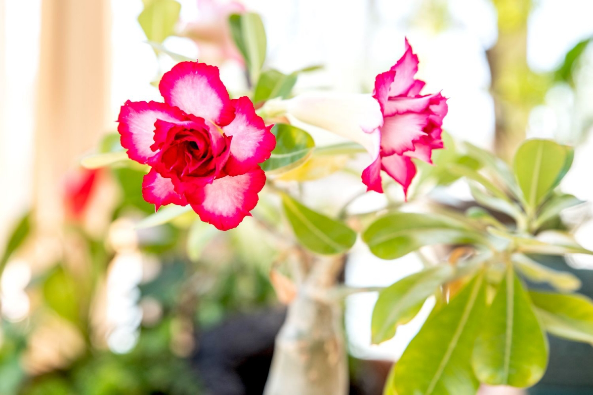 fertilizer for desert rose plants