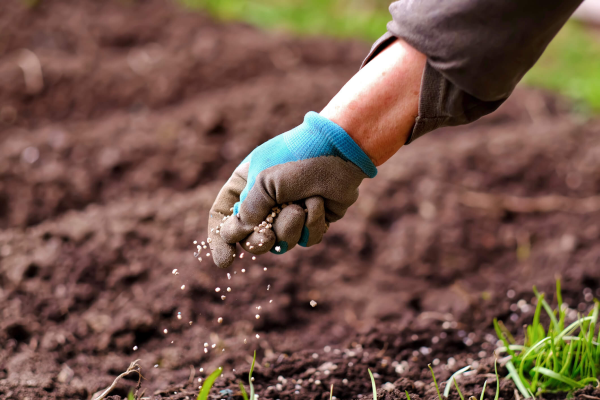 fertilizing the soil