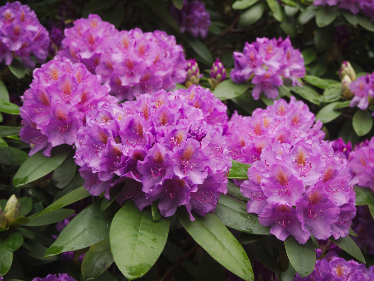 flowers on rhododendron bush