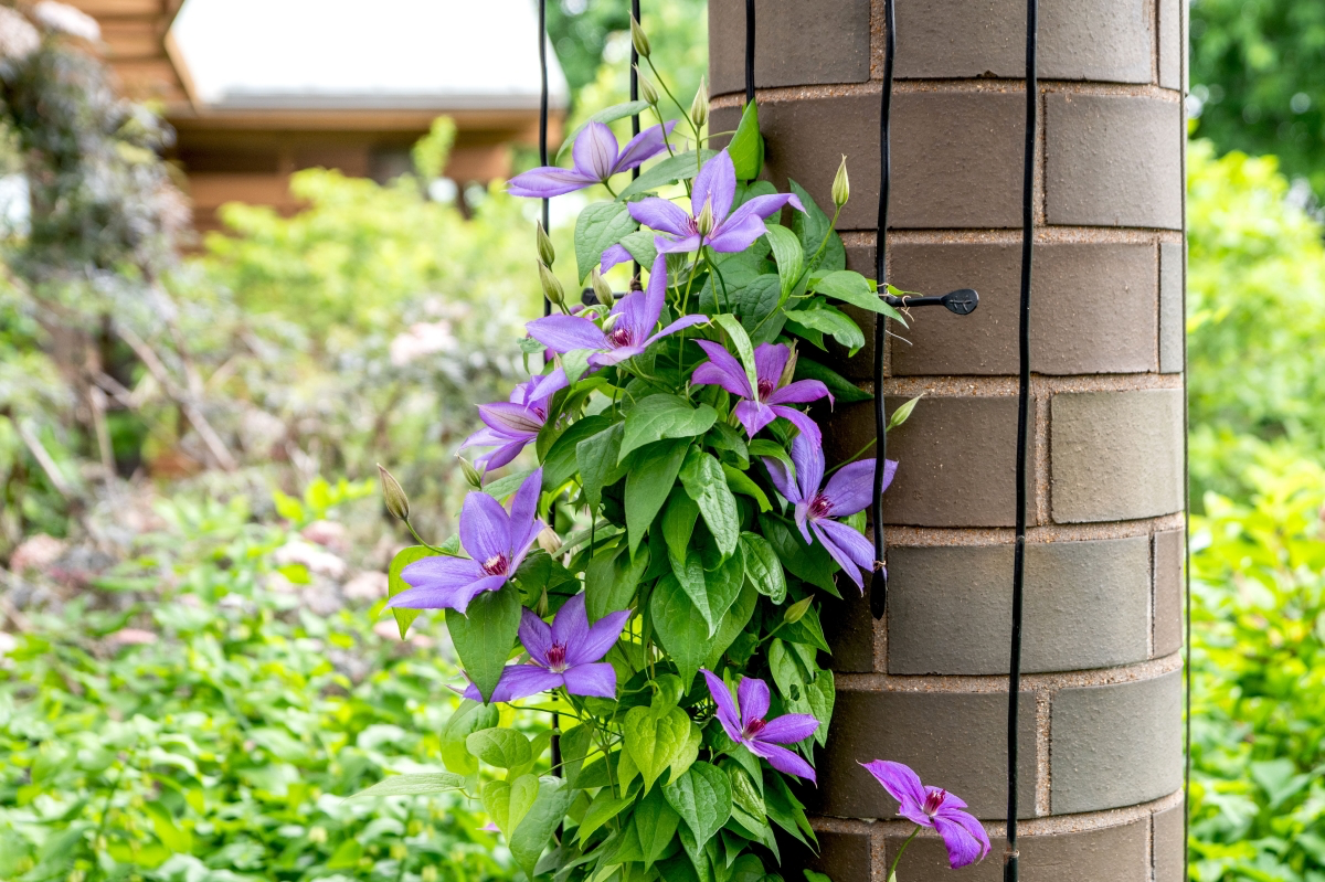 how do you winterize a clematis