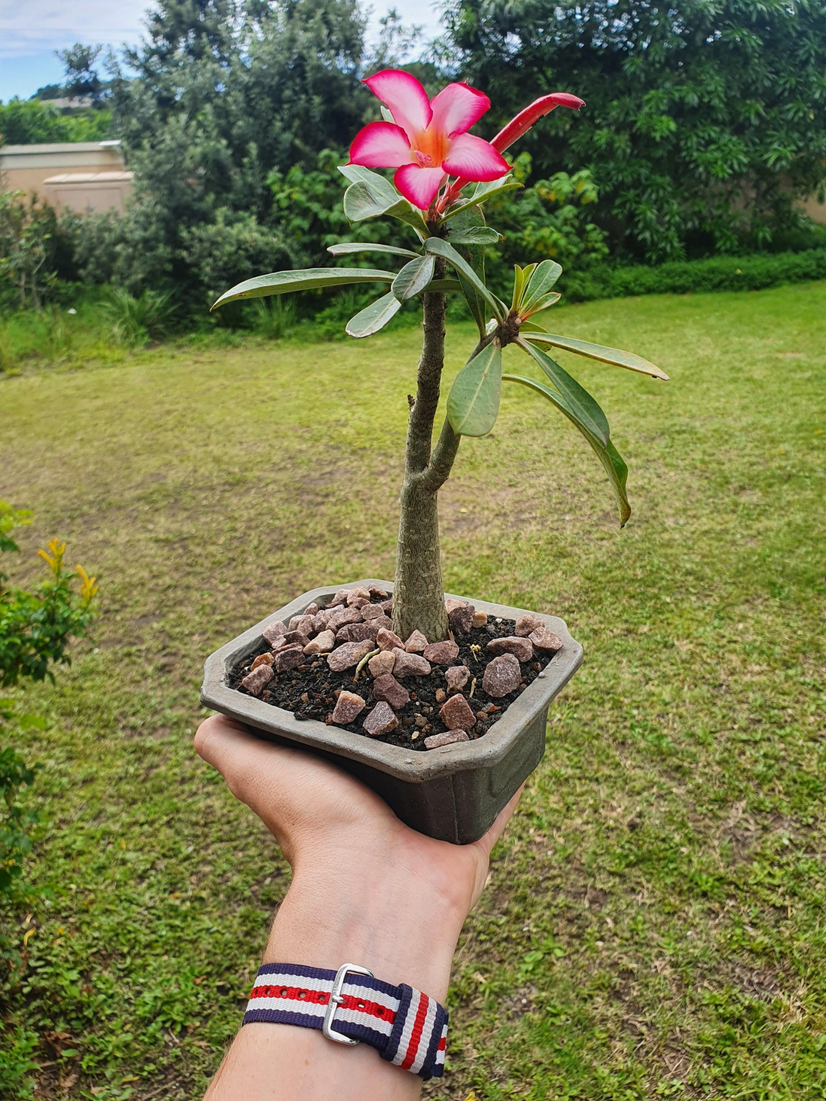 how to care for a desert rose plant