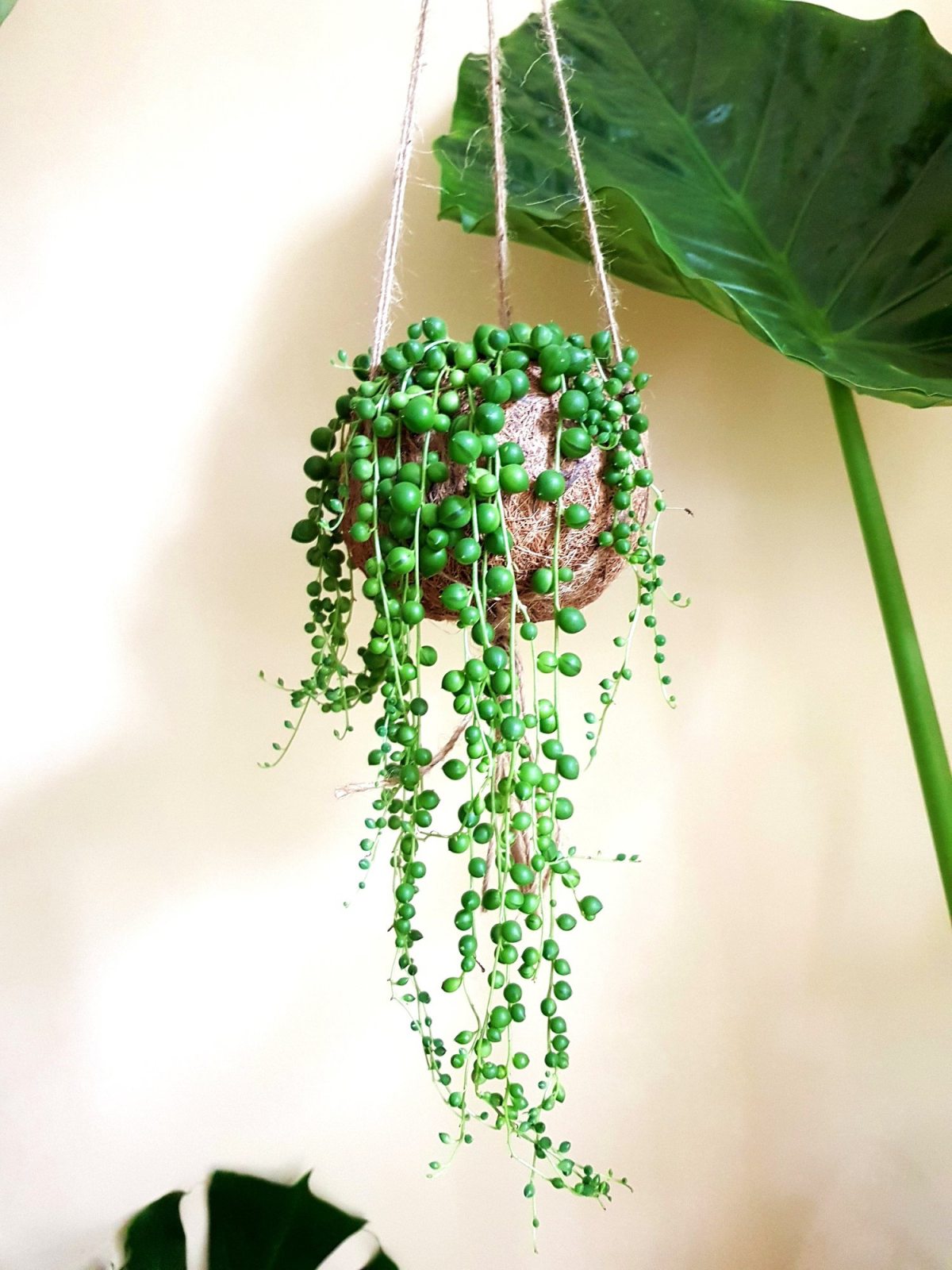 how to care for a string of pearls plant