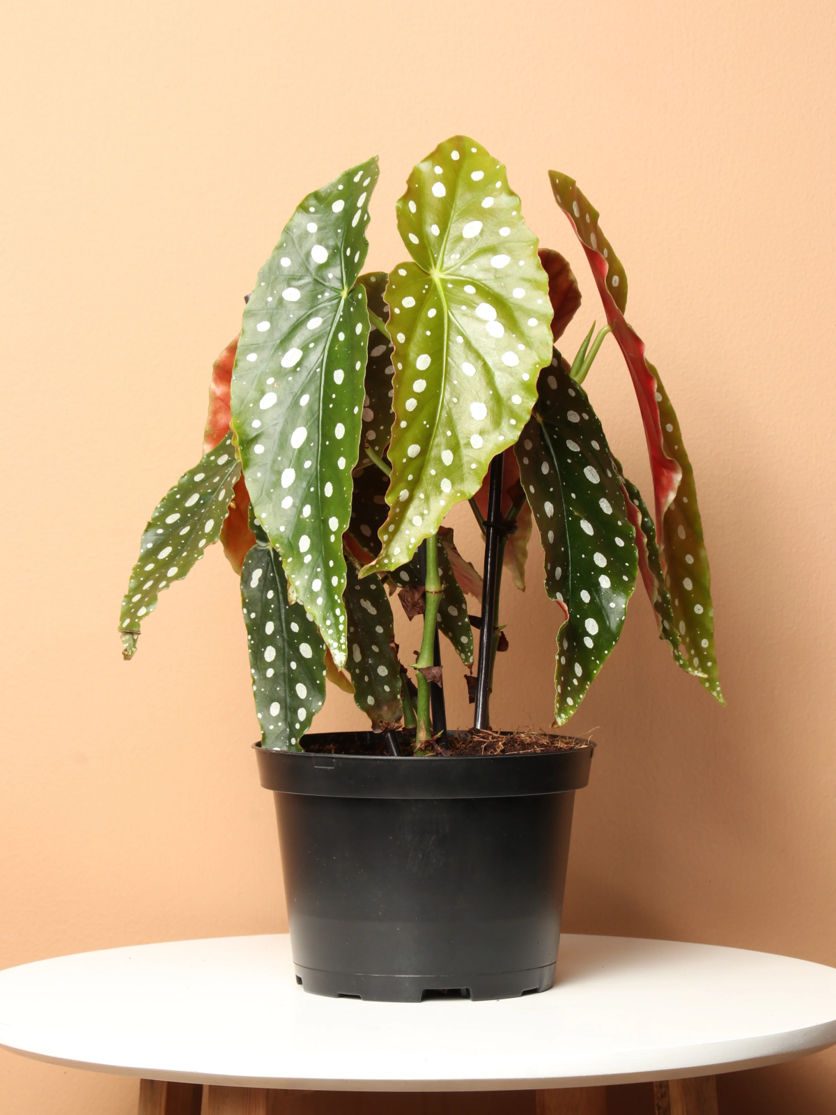 how to care for angel wing begonia.jpg