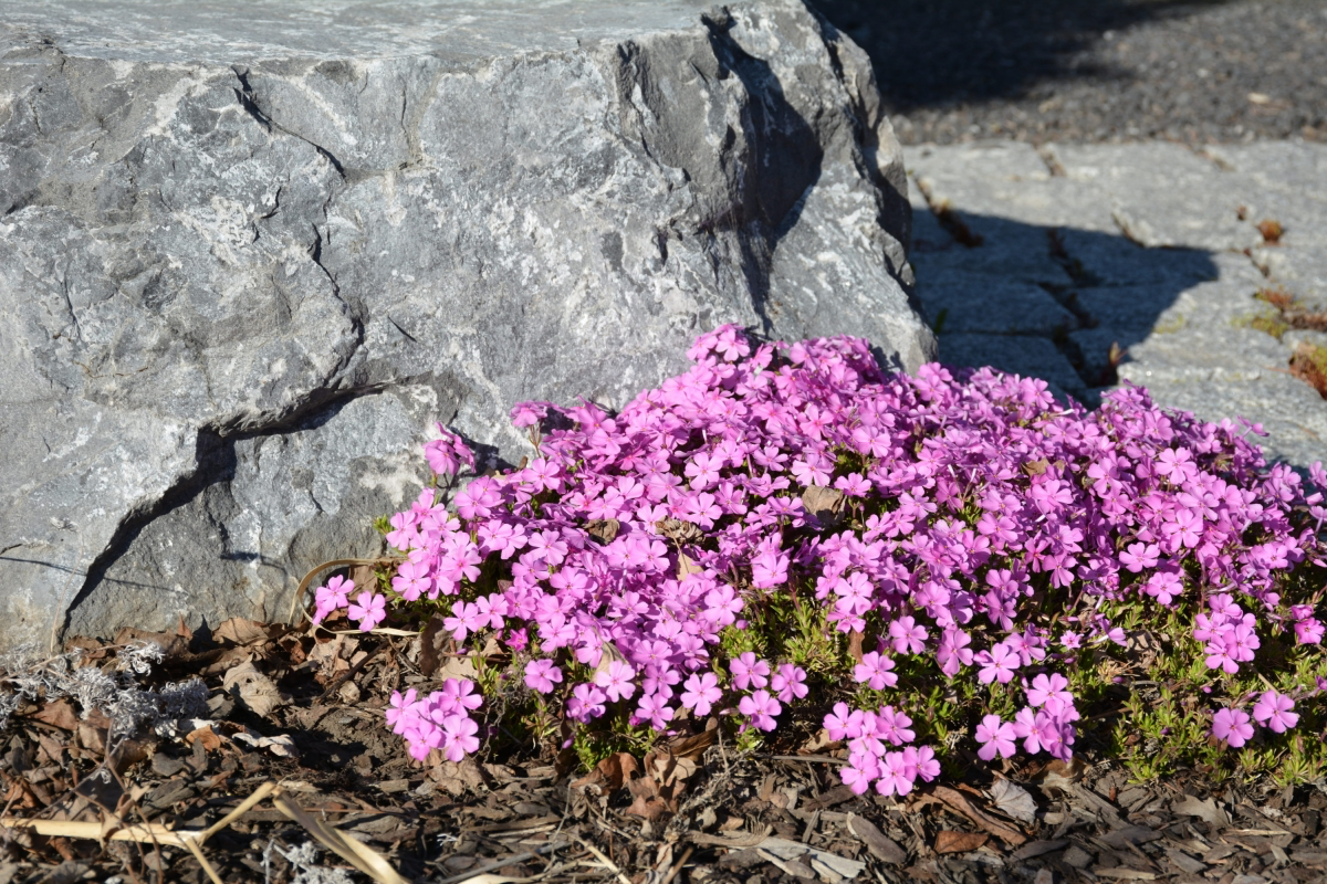 how to care for creeping phlox in winter