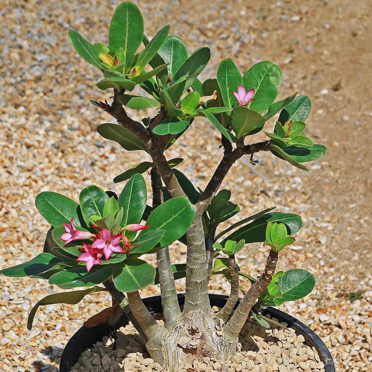 how to care for desert rose plant