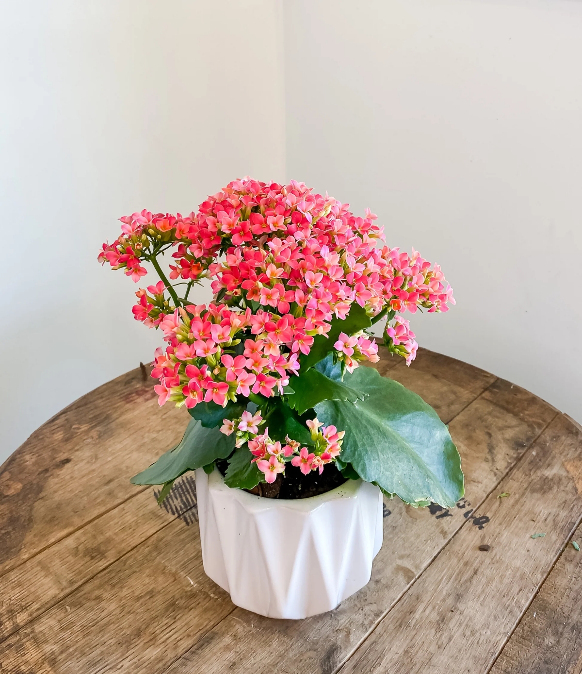 Kalanchoe Care 101: How to Care For This Lovely Indoor Plant