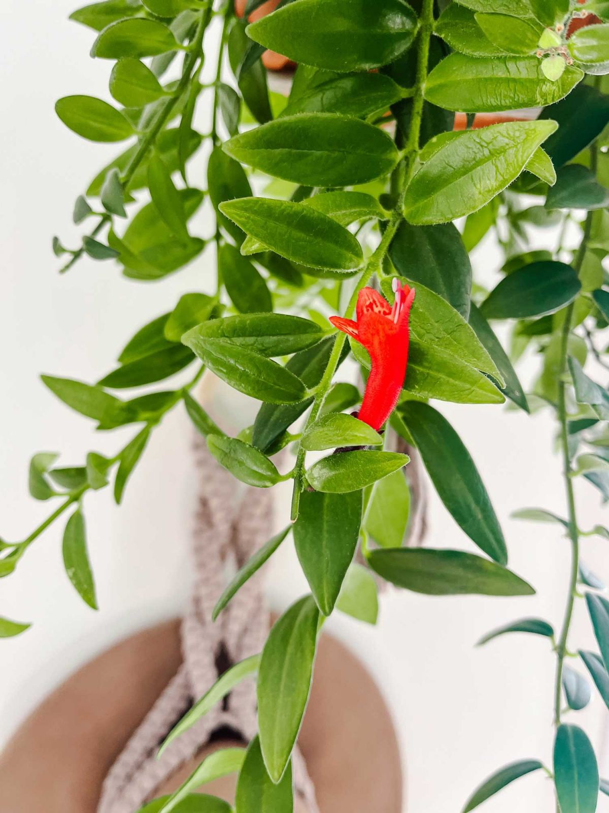 how to care for lipstick plant