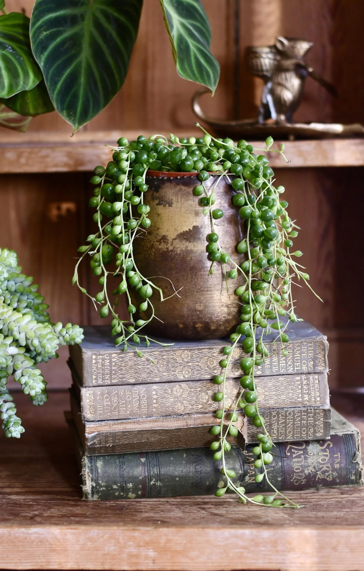 how to care for string of pearls