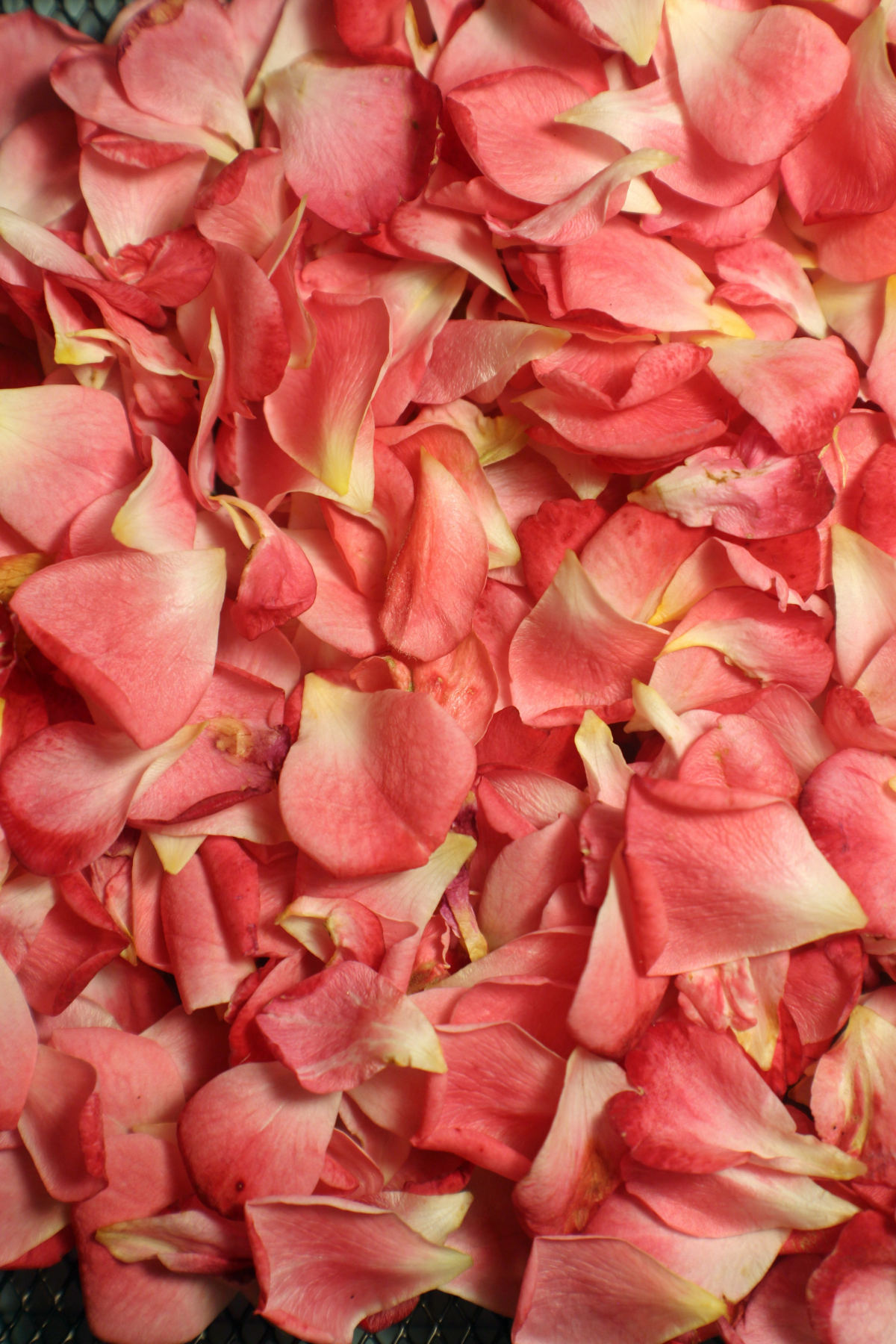 how to dry rose petals dark pink rose petals