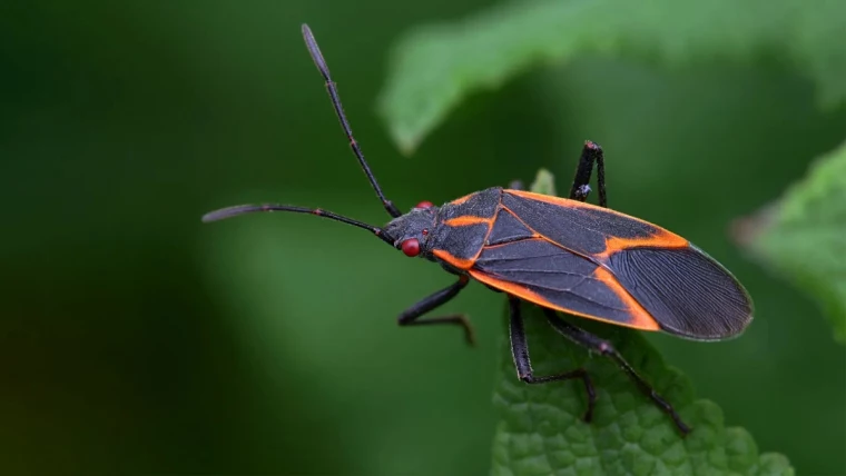 how to get rid of boxelder bugs boxelder bug on leaf