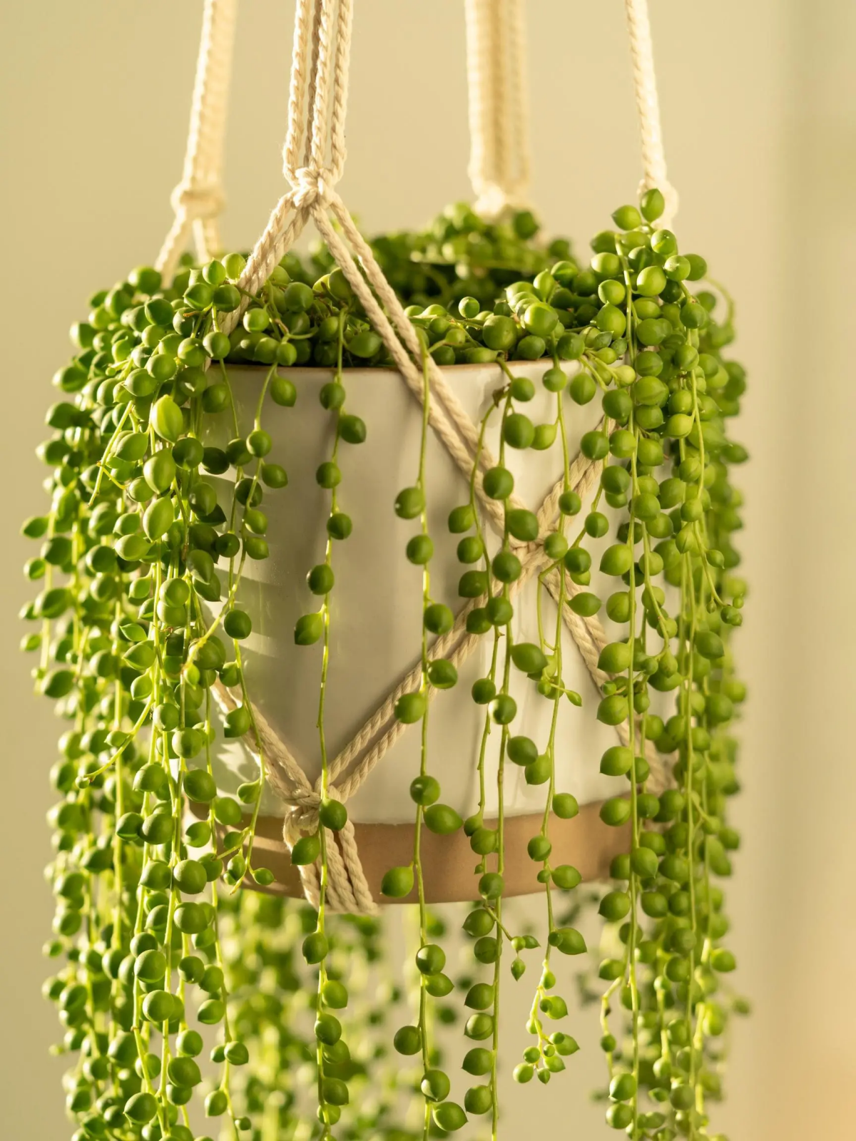 how to grow string of pearls.jpg