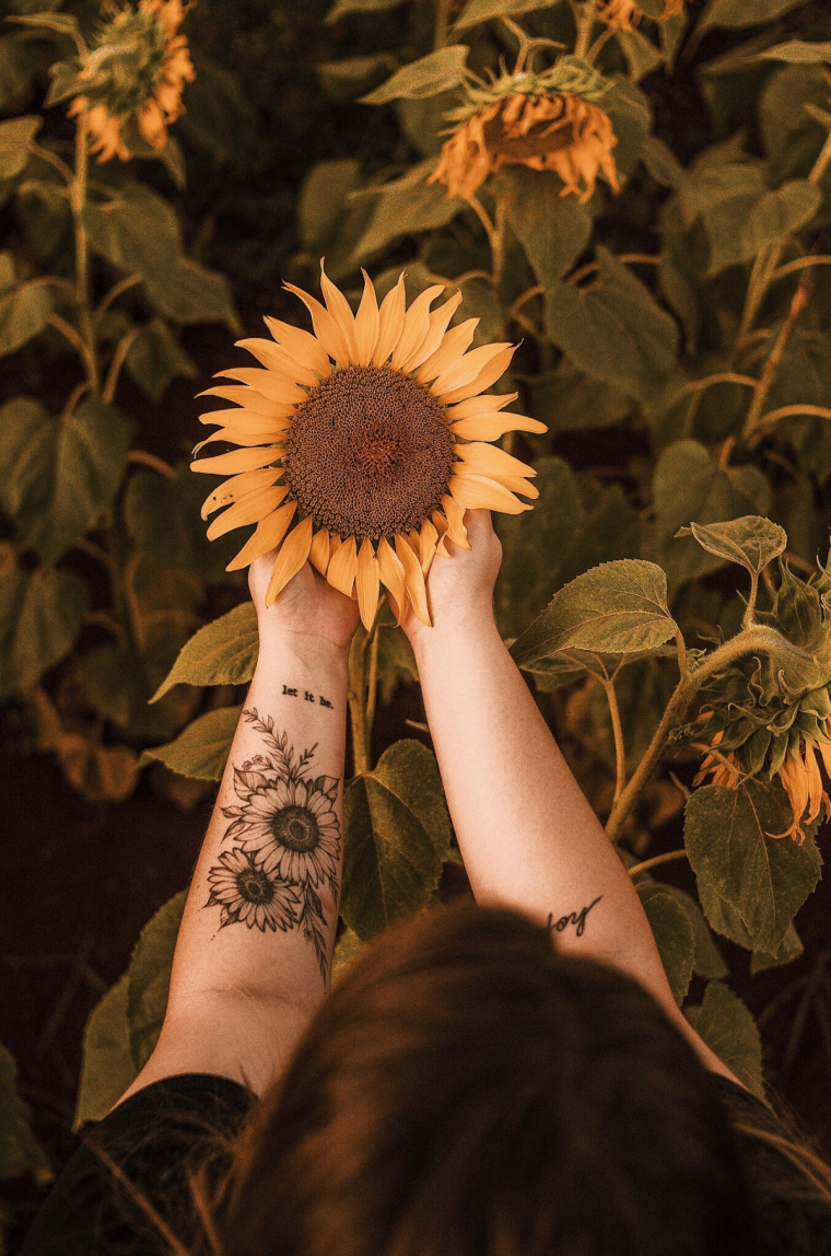 How to Harvest Sunflower Blooms & Seeds: Complete Guide