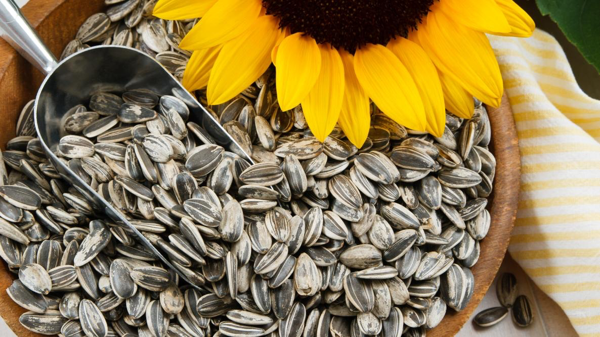 how to harvest sunflower seeds for planting