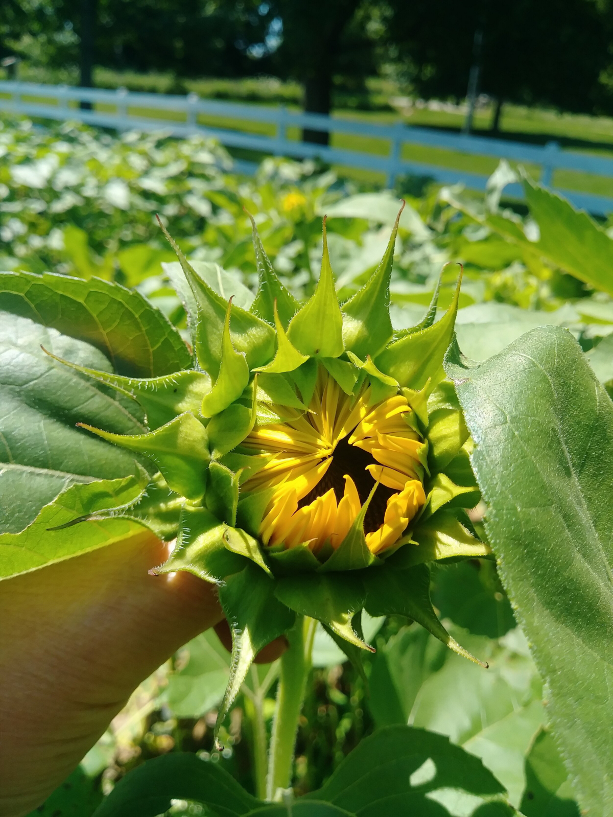 how to know when sunflowers are ready to harvest