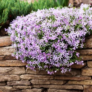 how to propagate creeping phlox in winter