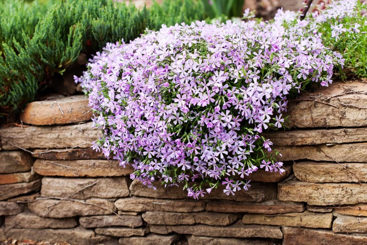 how to propagate creeping phlox in winter