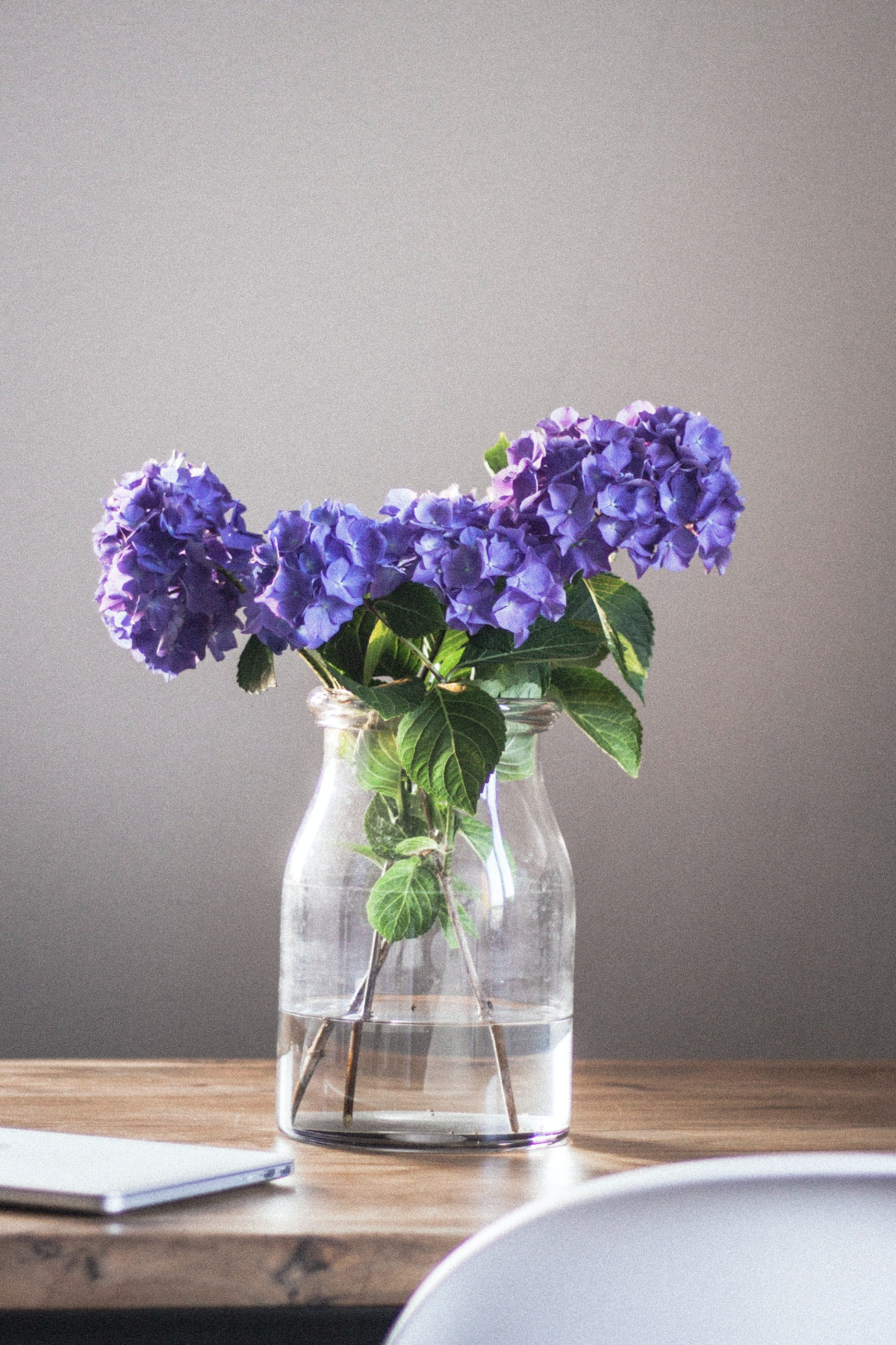 how to revive drooping cut hydrangeas