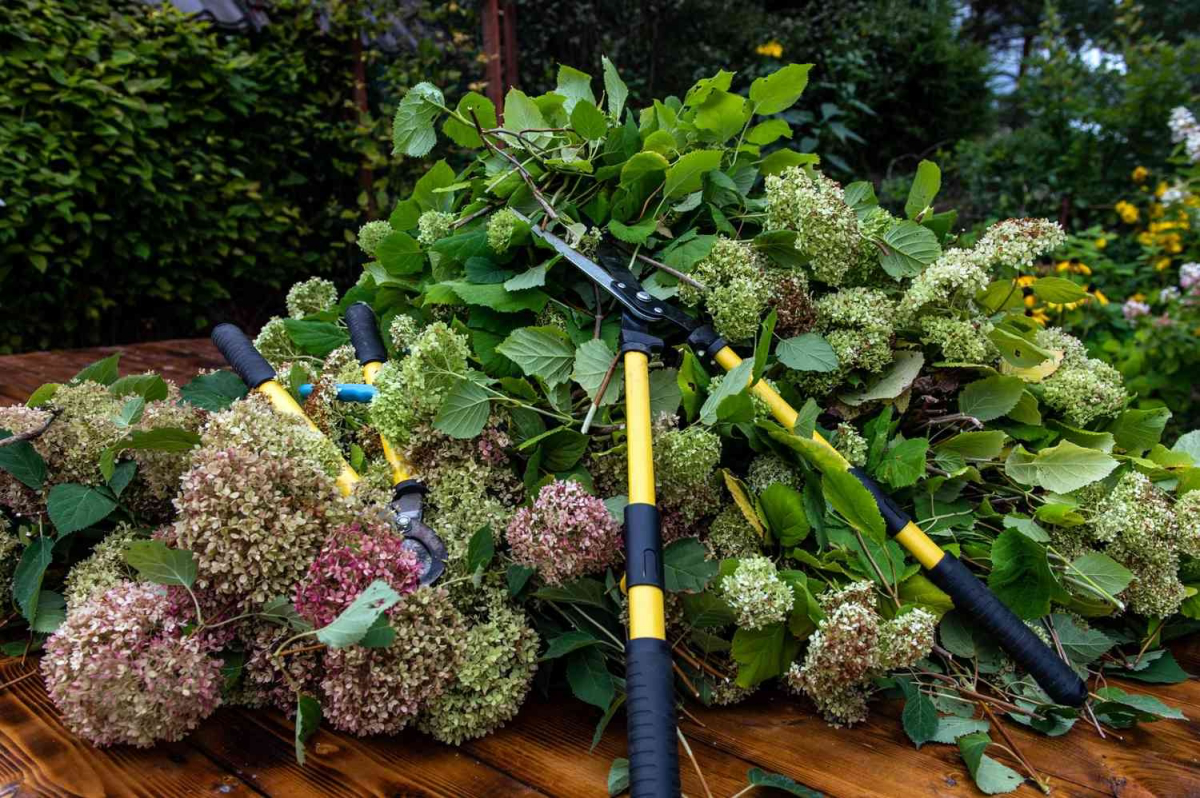how to revive droopy hydrangeas
