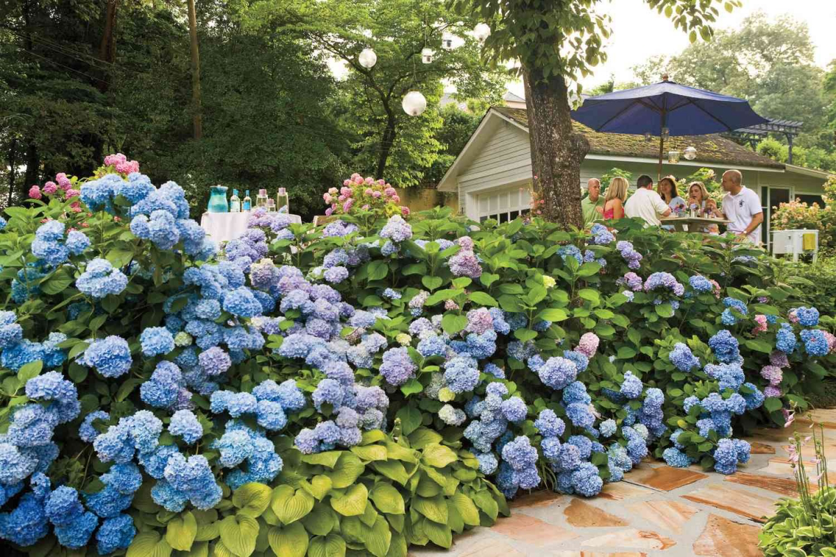 how to revive dying hydrangeas