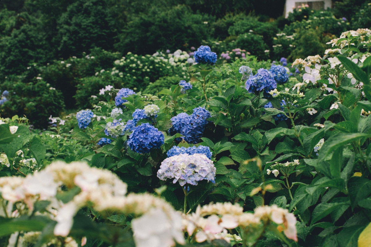 how to revive hydrangeas in garden