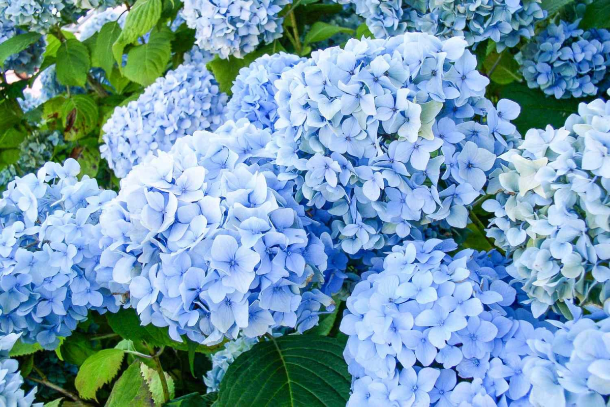how to revive hydrangeas in pots