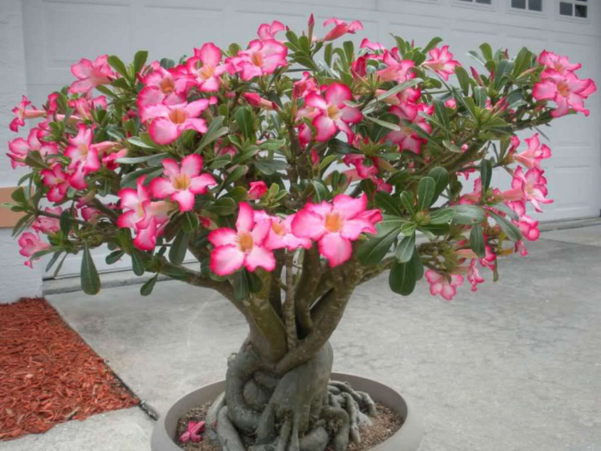 how to take care of a desert rose plant