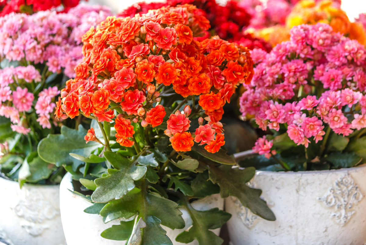how to take care of kalanchoe
