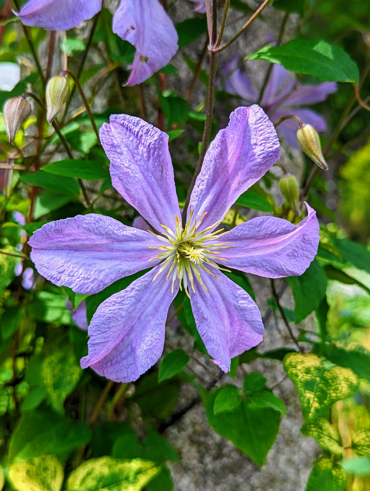 how to winterize a clematis plant