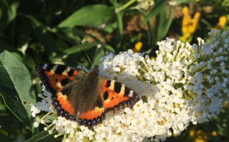 how to winterize a potted butterfly bush