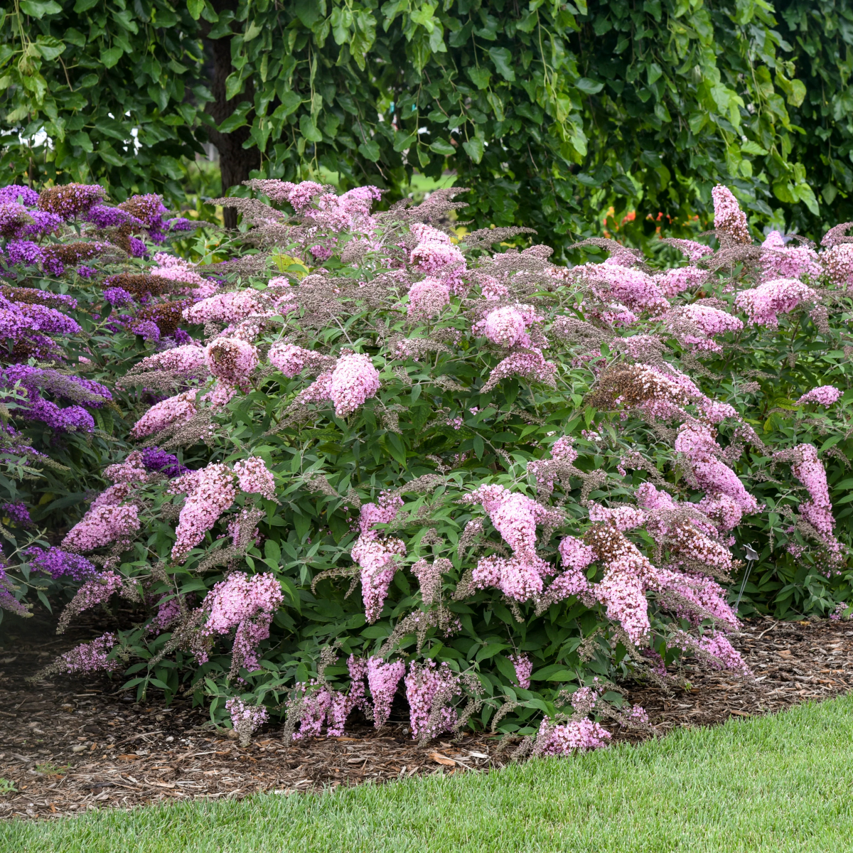 how to winterize butterfly bushes.jpg