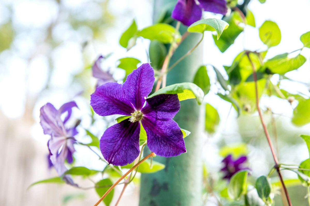 how to winterize clematis in pots