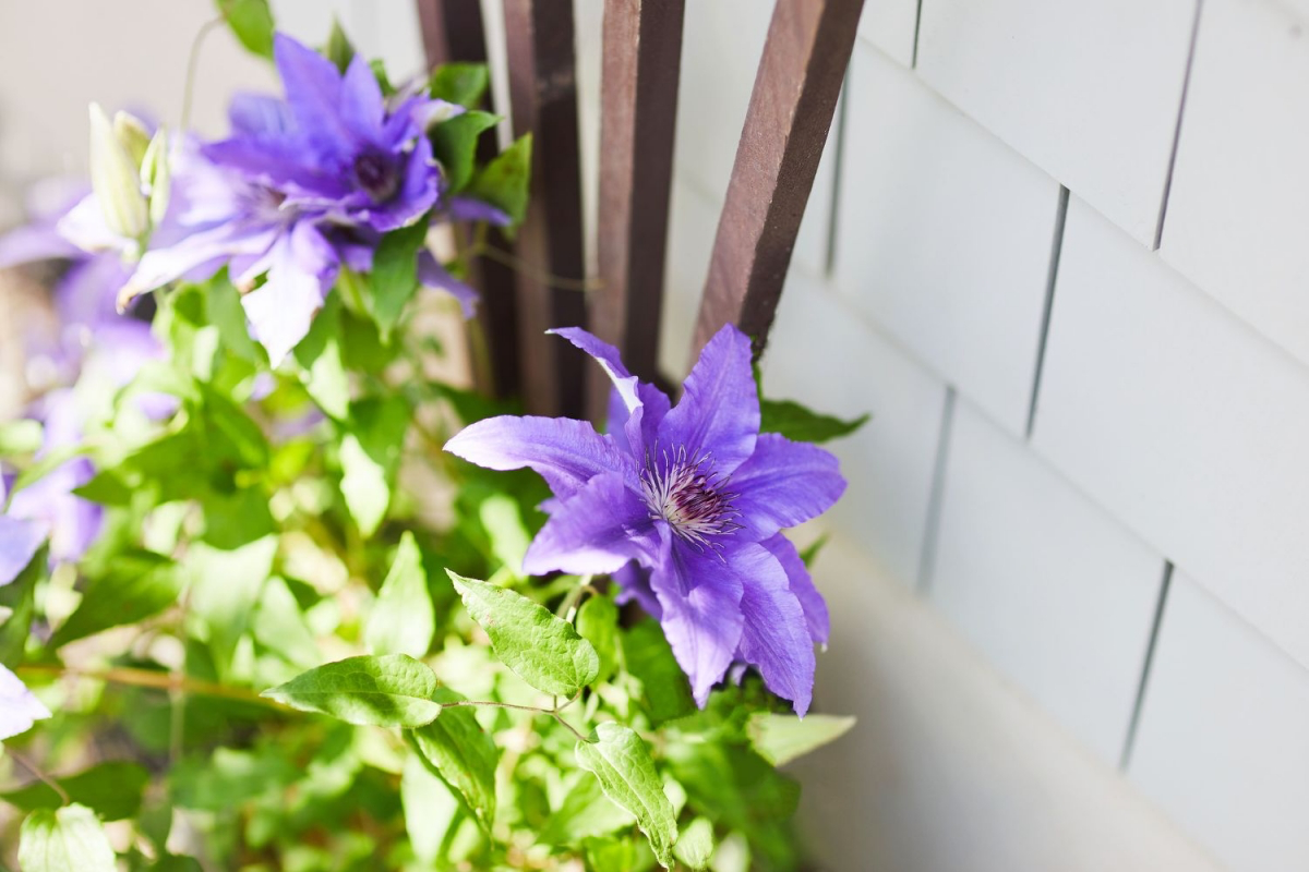 how to winterize clematis plants
