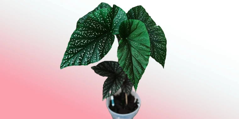 indoor angel wing begonia