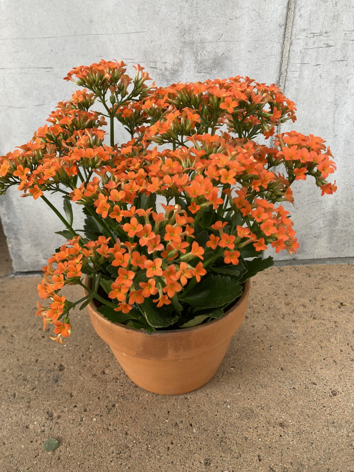 is kalanchoe poisonous to cats