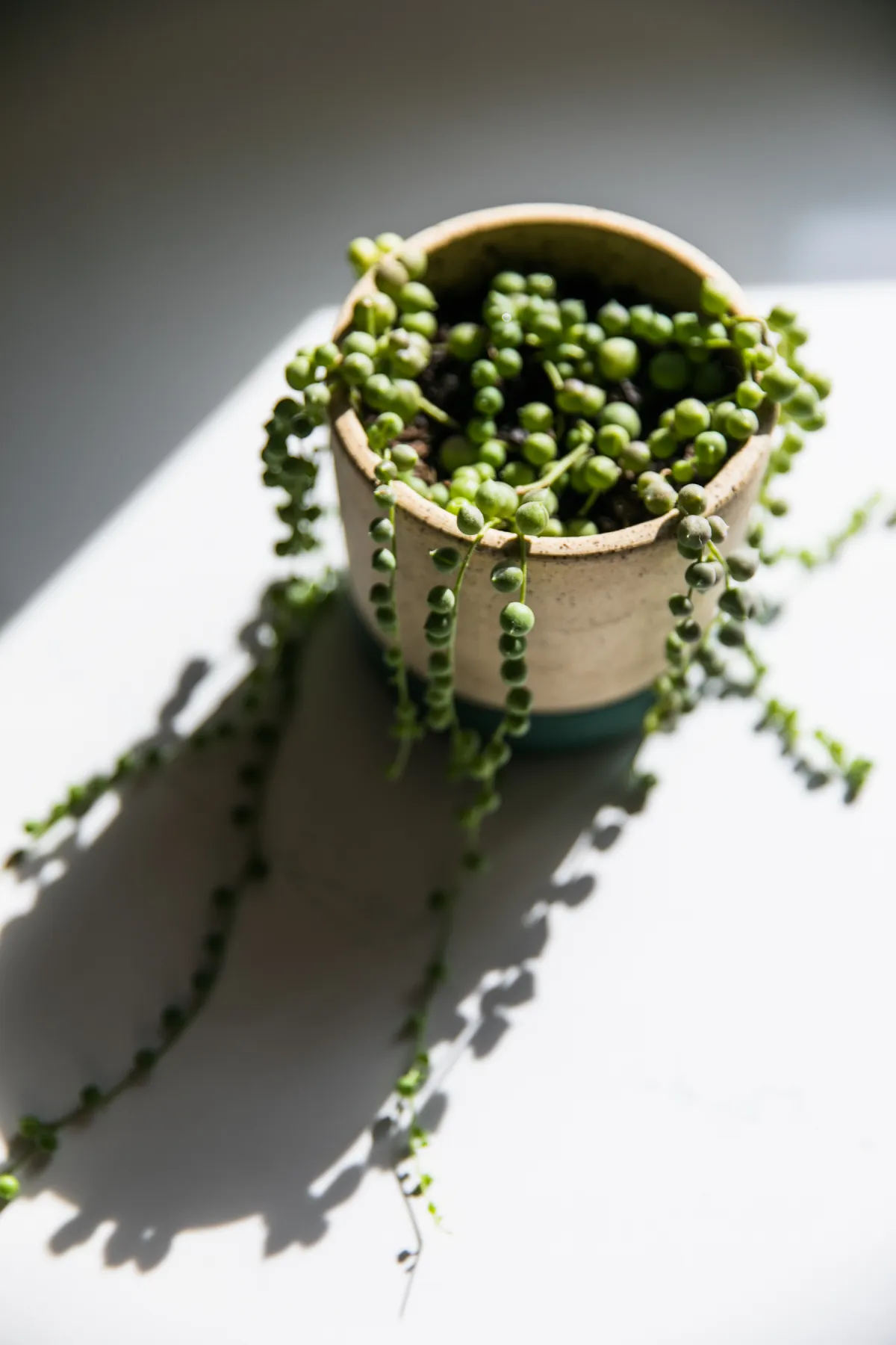 is string of pearls toxic to cats.jpg