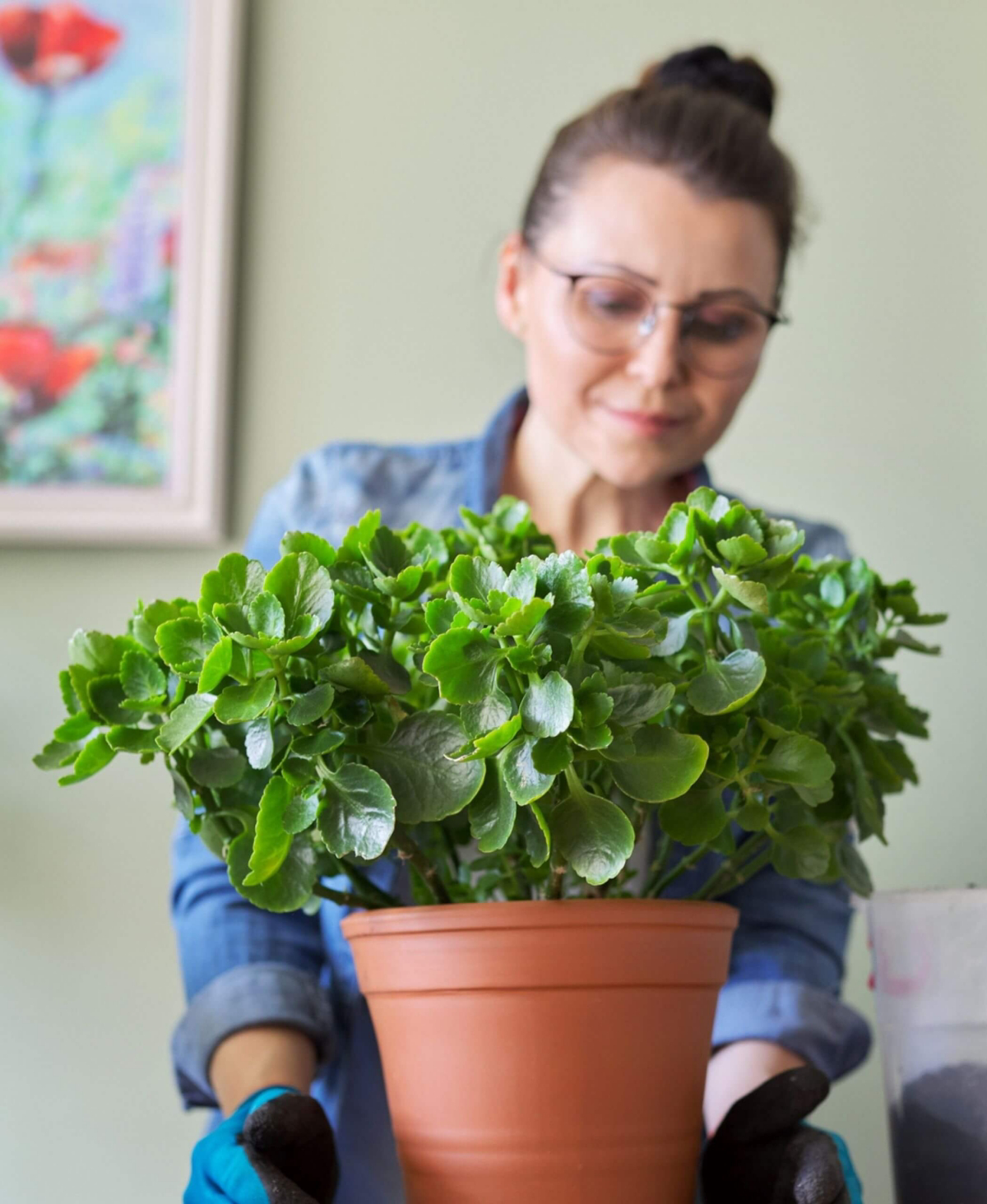 kalanchoe toxic to cats