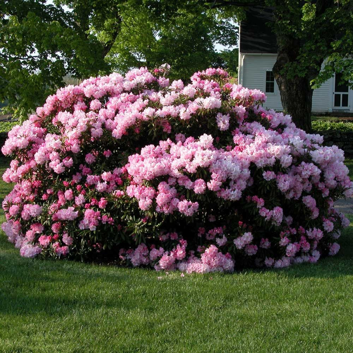 light pink flowers bush in garden