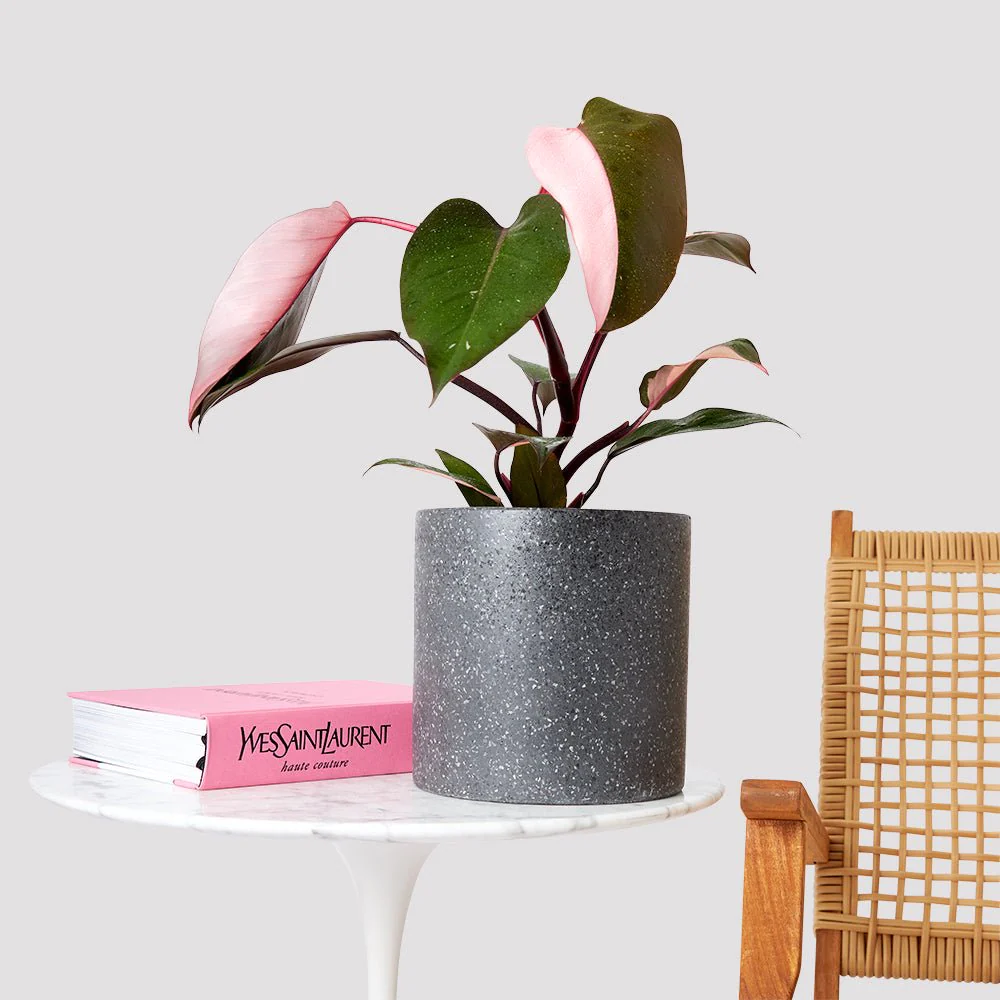 mature pink princess philodendron.jpg